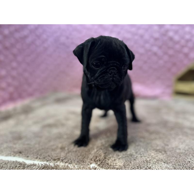 販売中の茨城県のパグ-437352の3枚目