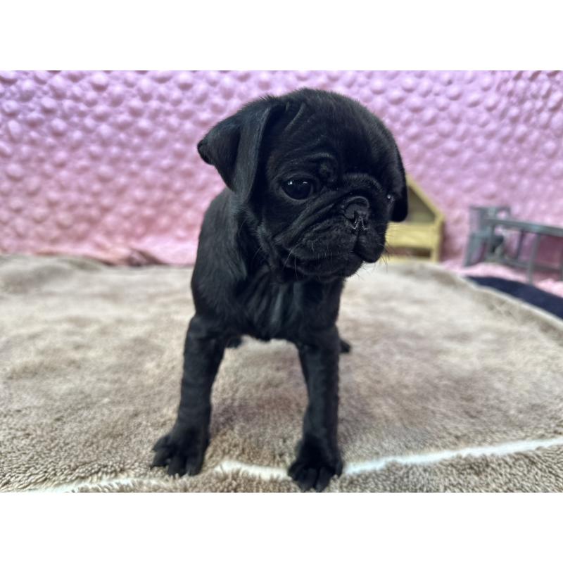 販売中の茨城県のパグ-437352の2枚目