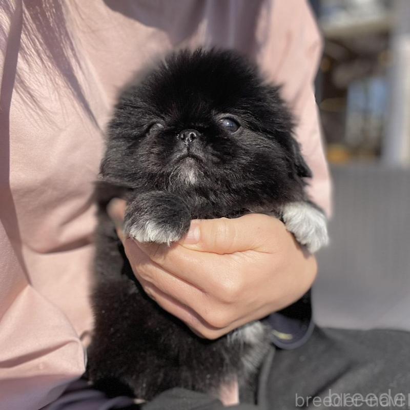 販売中の山梨県のペキニーズ-437353の12枚目