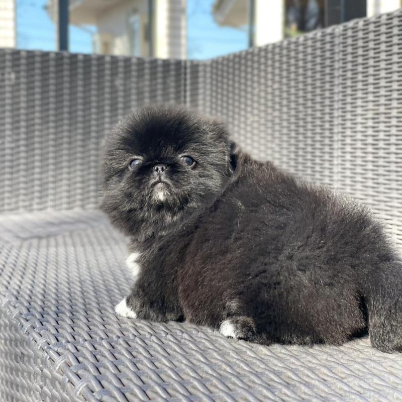 販売中の山梨県のペキニーズ-437353の11枚目