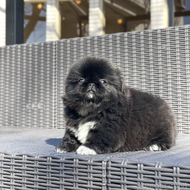 販売中の山梨県のペキニーズ-437353の10枚目