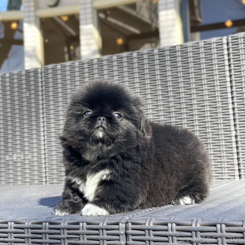 販売中の山梨県のペキニーズ-437353の9枚目