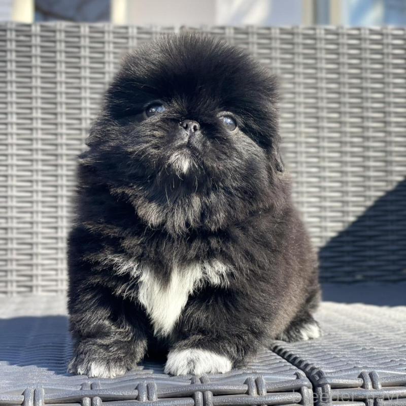 販売中の山梨県のペキニーズ-437353の8枚目