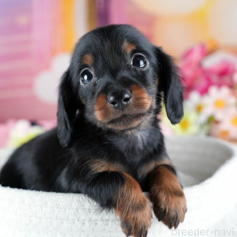 販売中の茨城県のミニチュアダックスフンド(ロングヘアード)-437358の1枚目