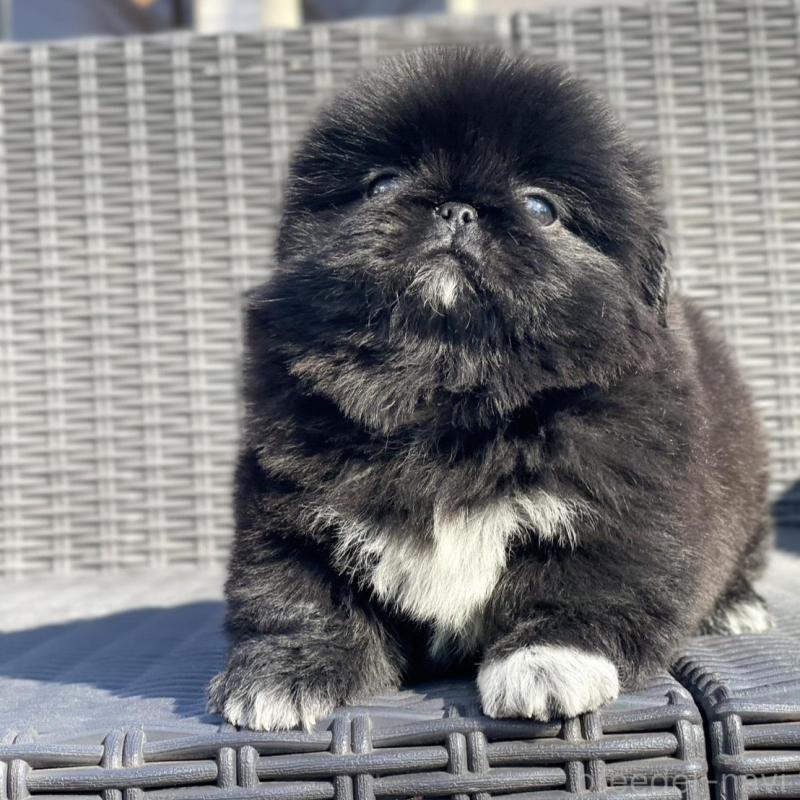 販売中の山梨県のペキニーズ-437353の7枚目