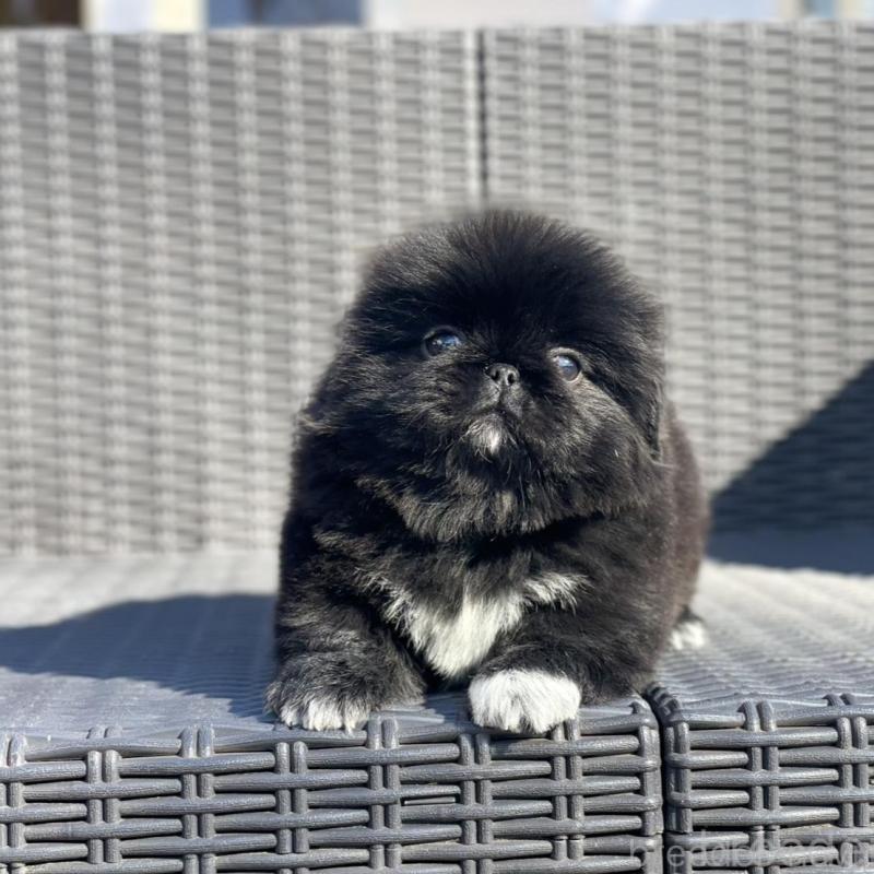 販売中の山梨県のペキニーズ-437353の6枚目