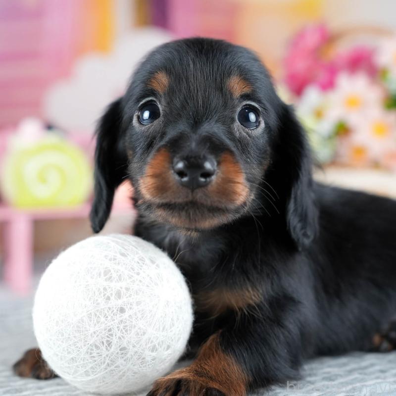 販売中の茨城県のミニチュアダックスフンド(ロングヘアード)-437358の10枚目