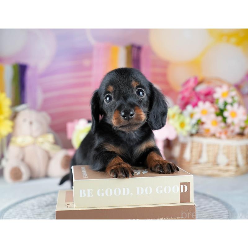 販売中の茨城県のミニチュアダックスフンド(ロングヘアード)-437358の9枚目