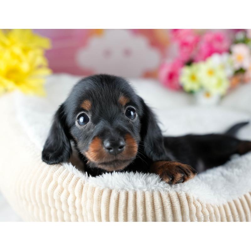 販売中の茨城県のミニチュアダックスフンド(ロングヘアード)-437358の8枚目