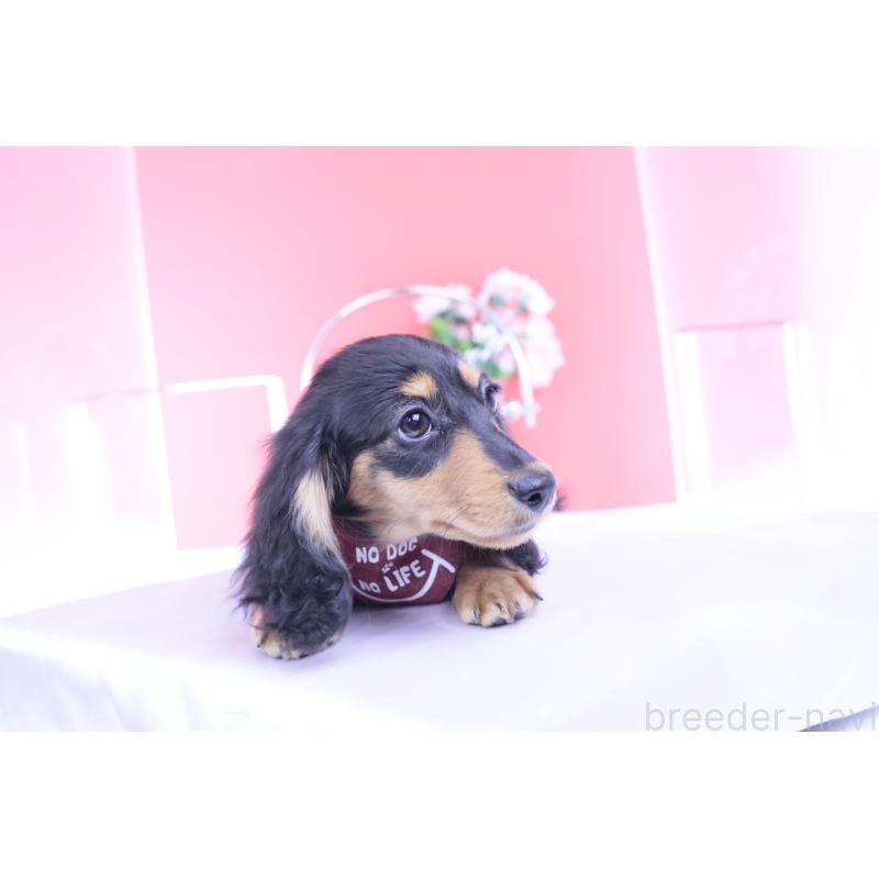 成約済の愛知県のカニンヘンダックスフンド(ロングヘアード)-421661の14枚目