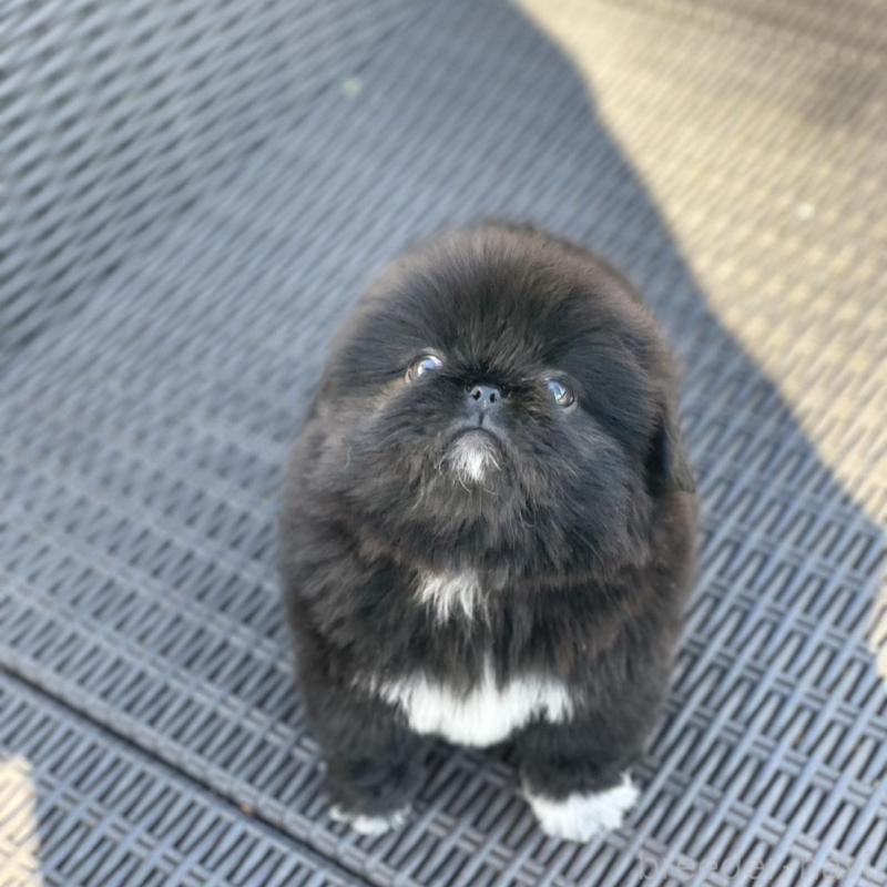 販売中の山梨県のペキニーズ-437353の4枚目