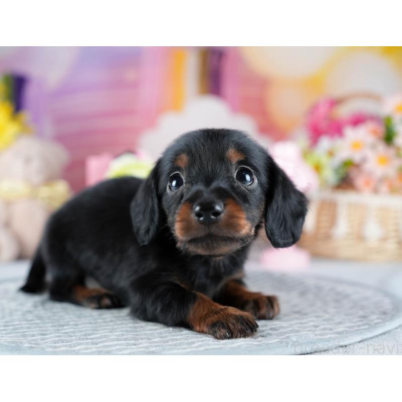 販売中の茨城県のミニチュアダックスフンド(ロングヘアード)-437358の7枚目