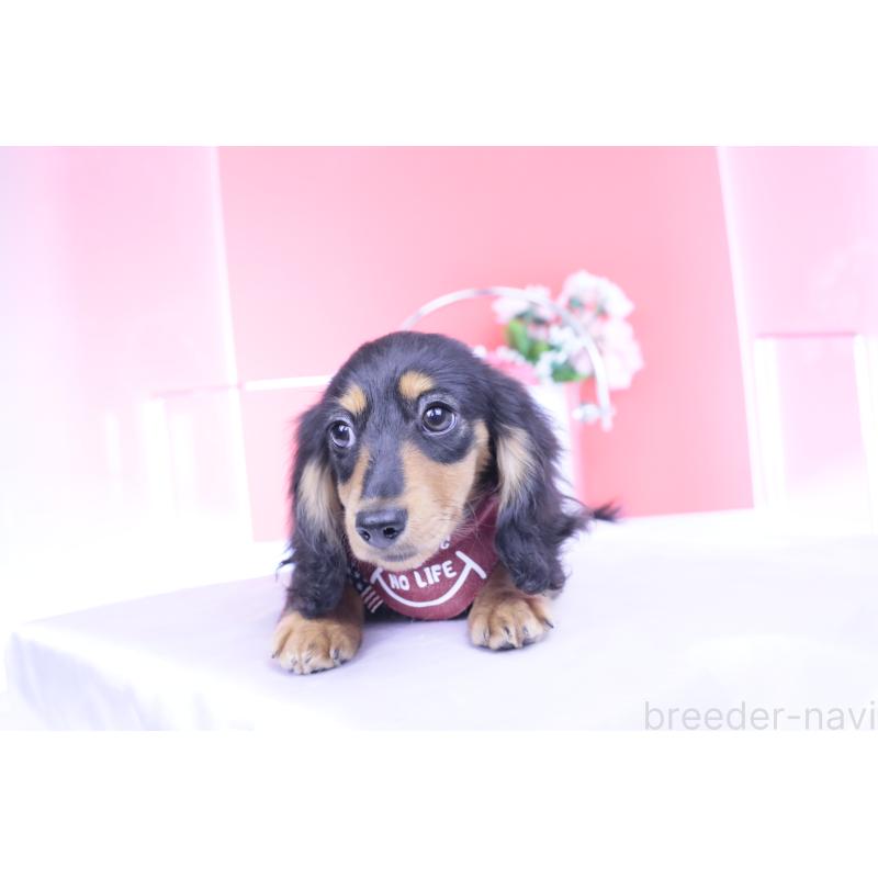 成約済の愛知県のカニンヘンダックスフンド(ロングヘアード)-421661の13枚目