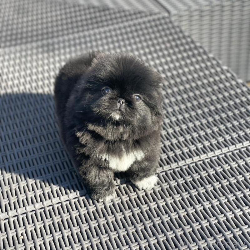 販売中の山梨県のペキニーズ-437353の3枚目