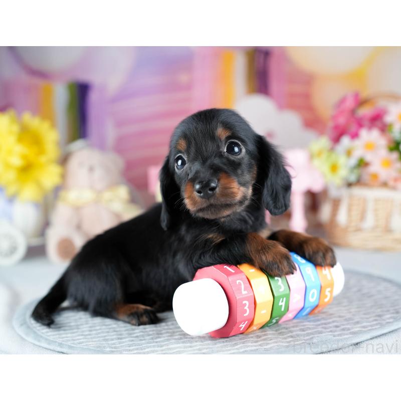 販売中の茨城県のミニチュアダックスフンド(ロングヘアード)-437358の6枚目