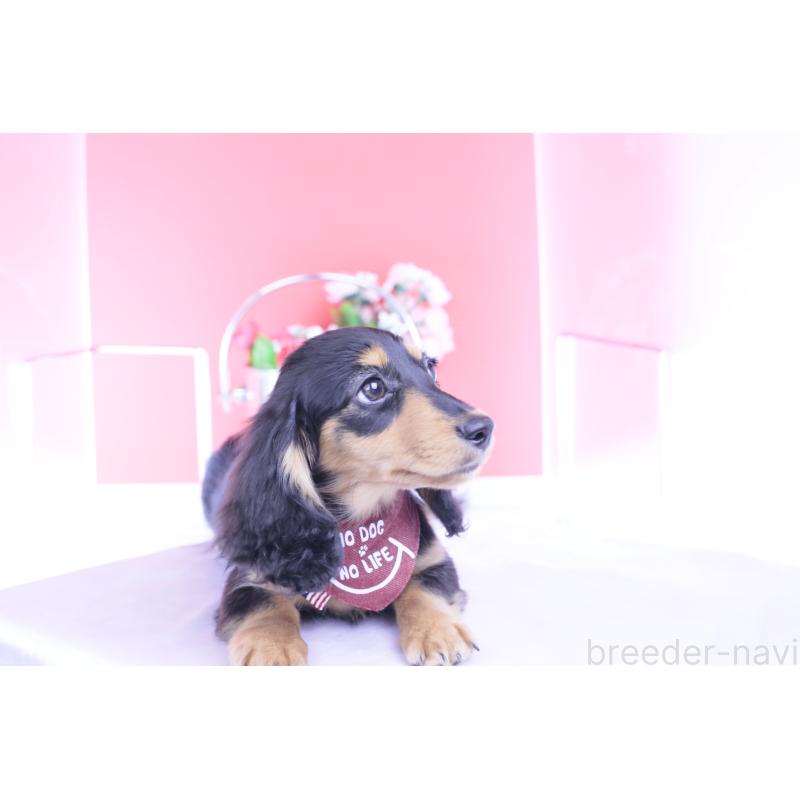 成約済の愛知県のカニンヘンダックスフンド(ロングヘアード)-421661の12枚目