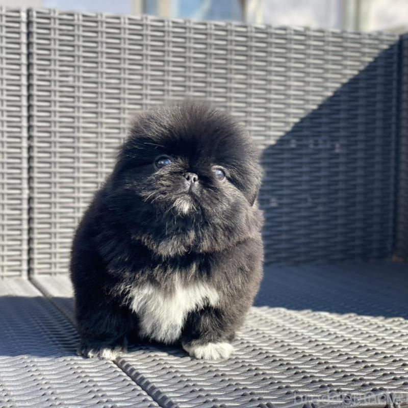 販売中の山梨県のペキニーズ-437353の2枚目