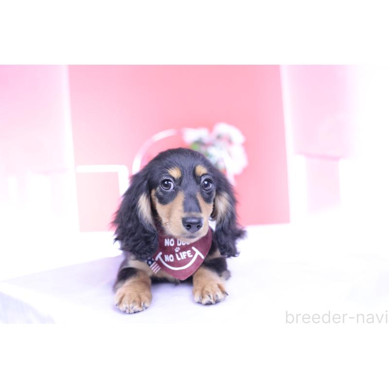 成約済の愛知県のカニンヘンダックスフンド(ロングヘアード)-421661の11枚目