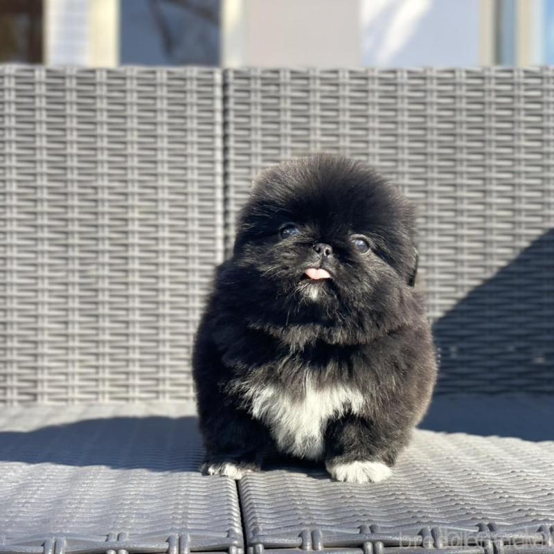 販売中の山梨県のペキニーズ-437353の1枚目