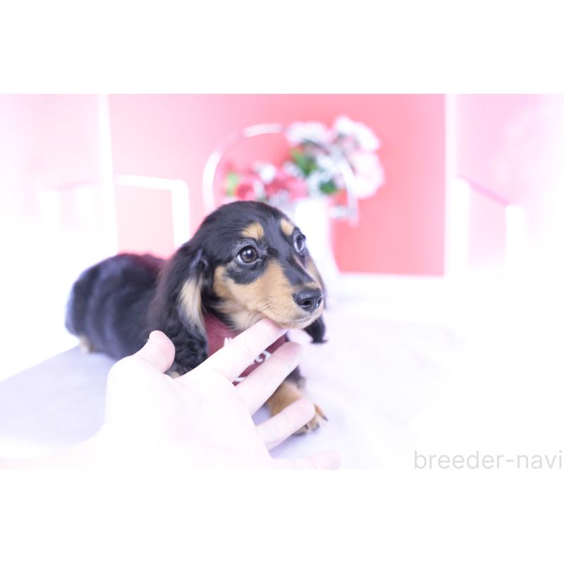 成約済の愛知県のカニンヘンダックスフンド(ロングヘアード)-421661の9枚目