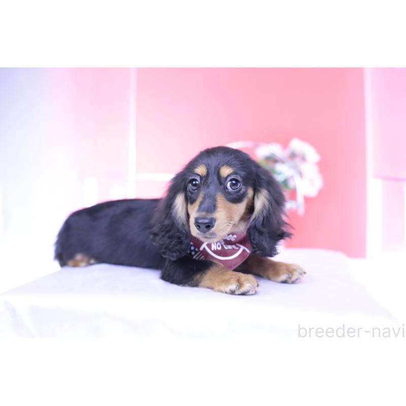 成約済の愛知県のカニンヘンダックスフンド(ロングヘアード)-421661の8枚目