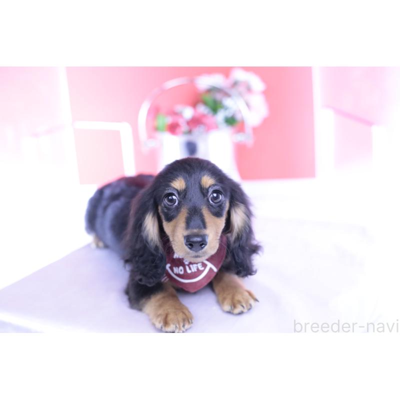 成約済の愛知県のカニンヘンダックスフンド(ロングヘアード)-421661の7枚目