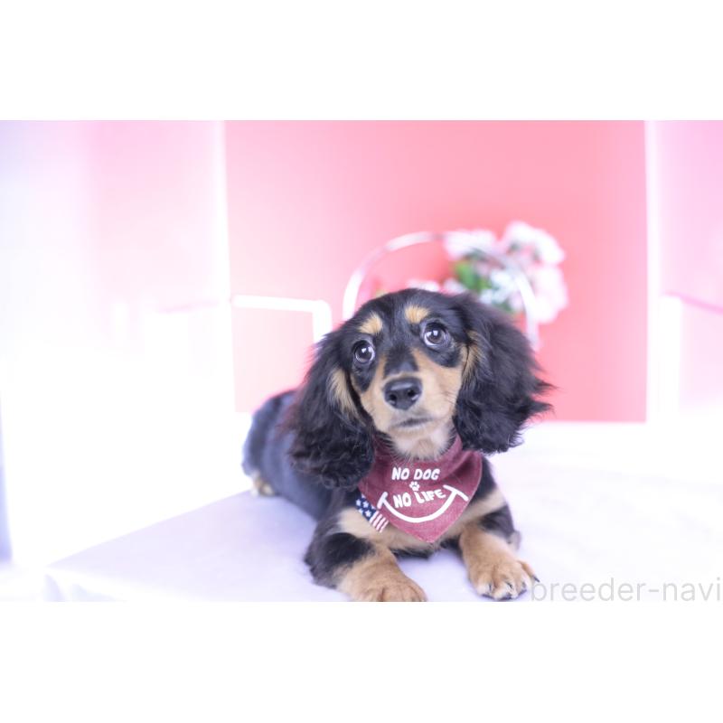 成約済の愛知県のカニンヘンダックスフンド(ロングヘアード)-421661の6枚目