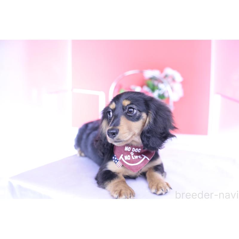 成約済の愛知県のカニンヘンダックスフンド(ロングヘアード)-421661の5枚目