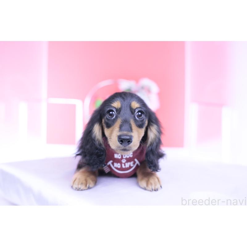 成約済の愛知県のカニンヘンダックスフンド(ロングヘアード)-421661の3枚目