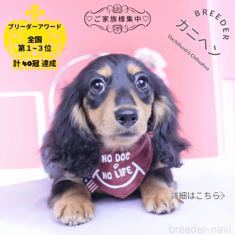 成約済の愛知県のカニンヘンダックスフンド(ロングヘアード)-421661の1枚目