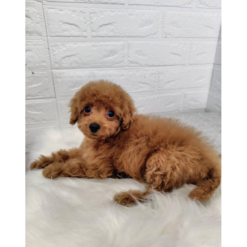 成約済の岡山県のタイニープードル-435360の15枚目