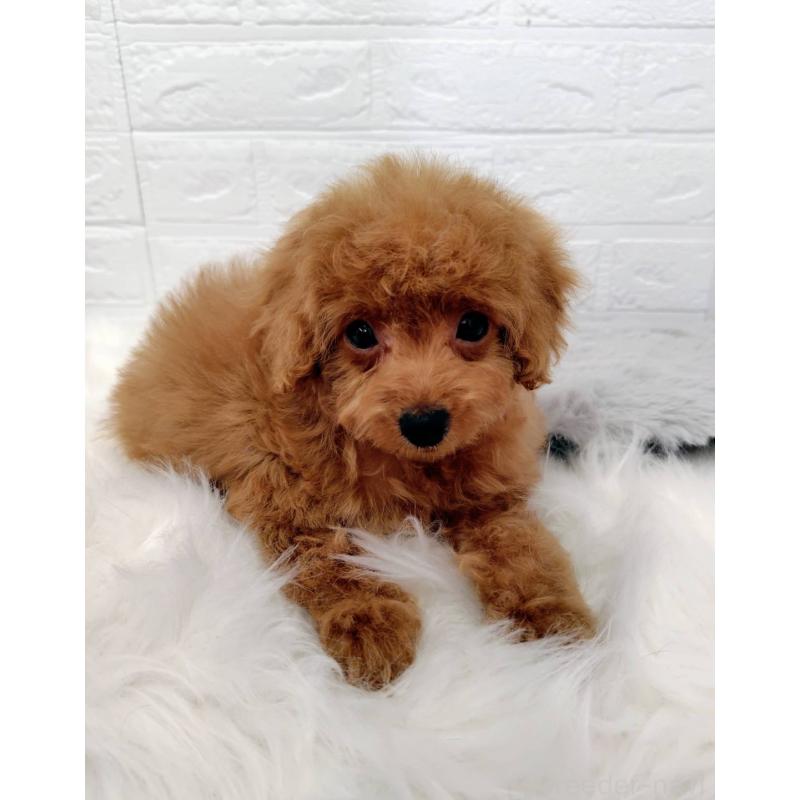 成約済の岡山県のタイニープードル-435360の14枚目