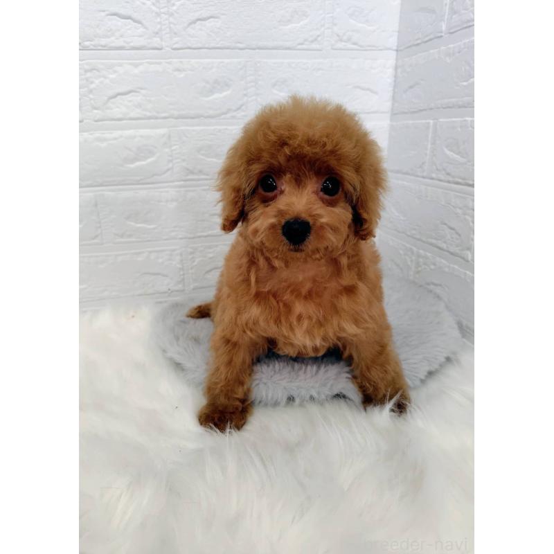 成約済の岡山県のタイニープードル-435360の12枚目