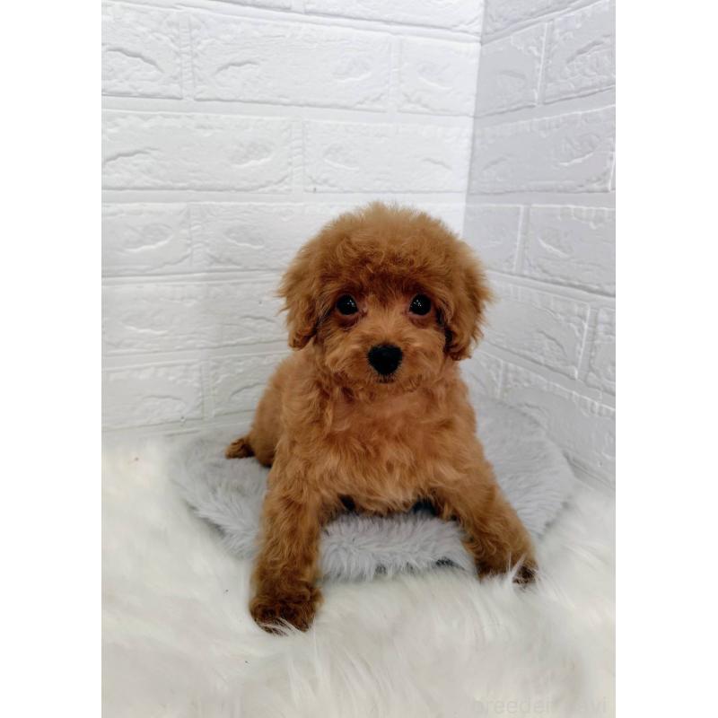 成約済の岡山県のタイニープードル-435360の11枚目