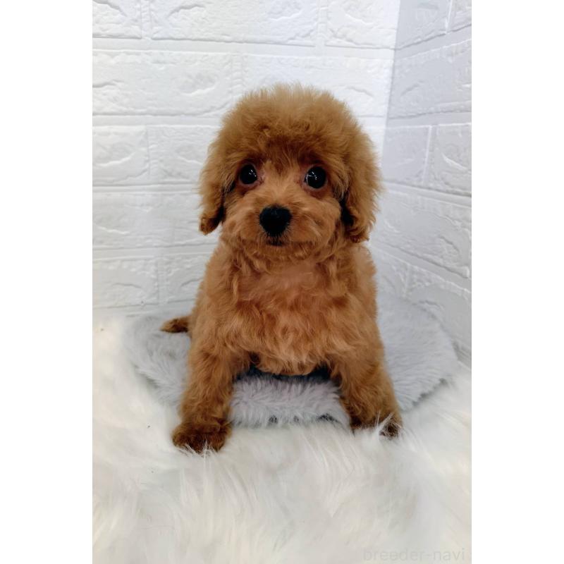 成約済の岡山県のタイニープードル-435360の10枚目