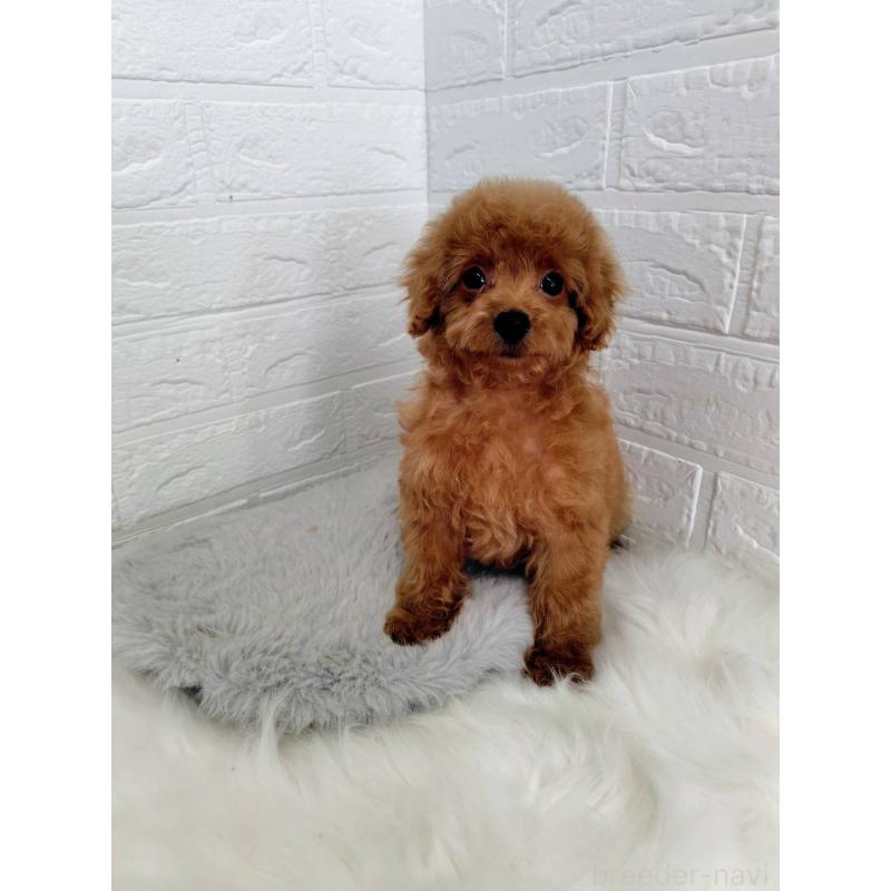 成約済の岡山県のタイニープードル-435360の9枚目