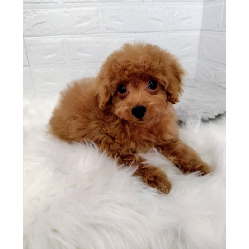 成約済の岡山県のタイニープードル-435360の8枚目