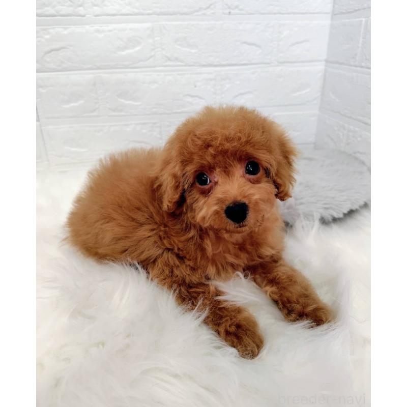 成約済の岡山県のタイニープードル-435360の7枚目