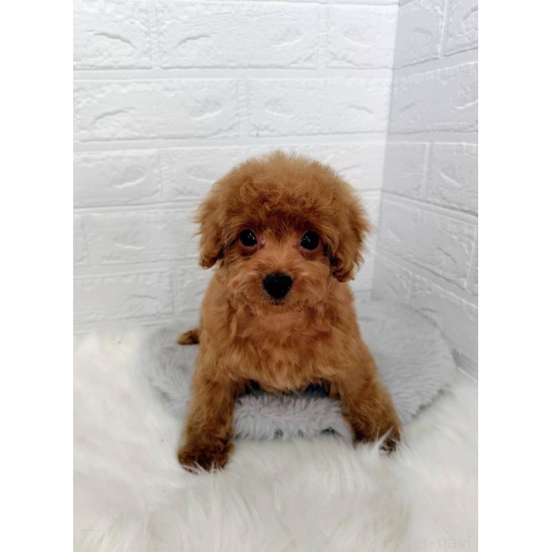 成約済の岡山県のタイニープードル-435360の5枚目