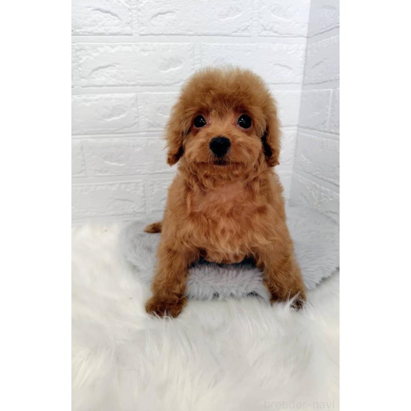 成約済の岡山県のタイニープードル-435360の6枚目