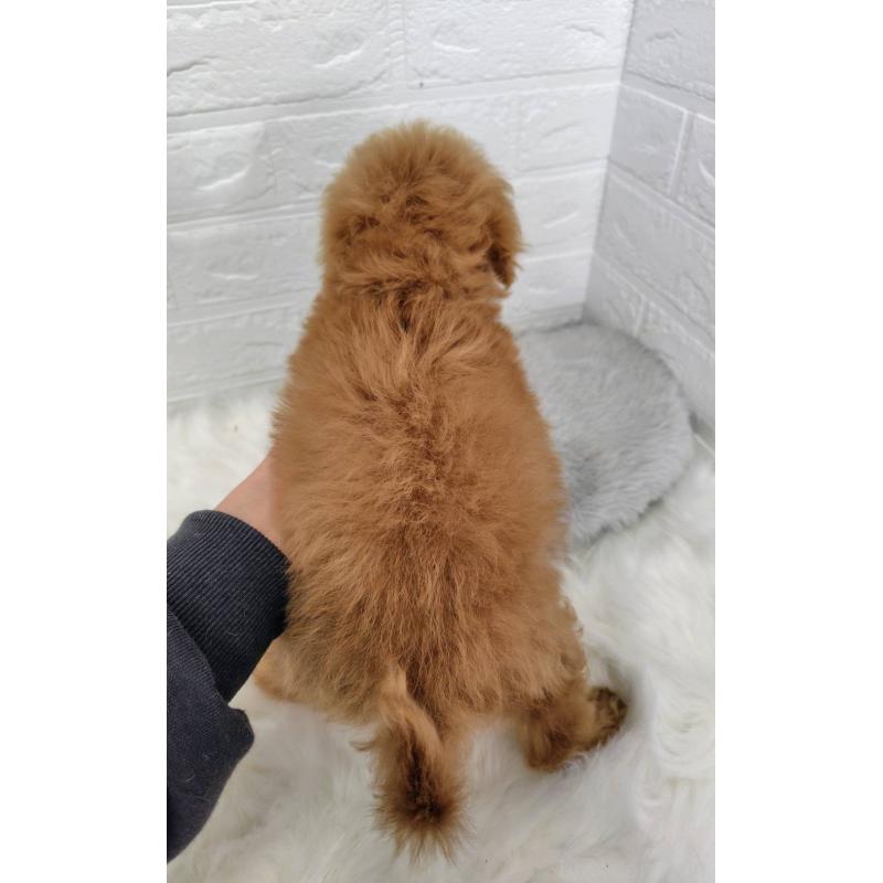 成約済の岡山県のタイニープードル-435360の4枚目