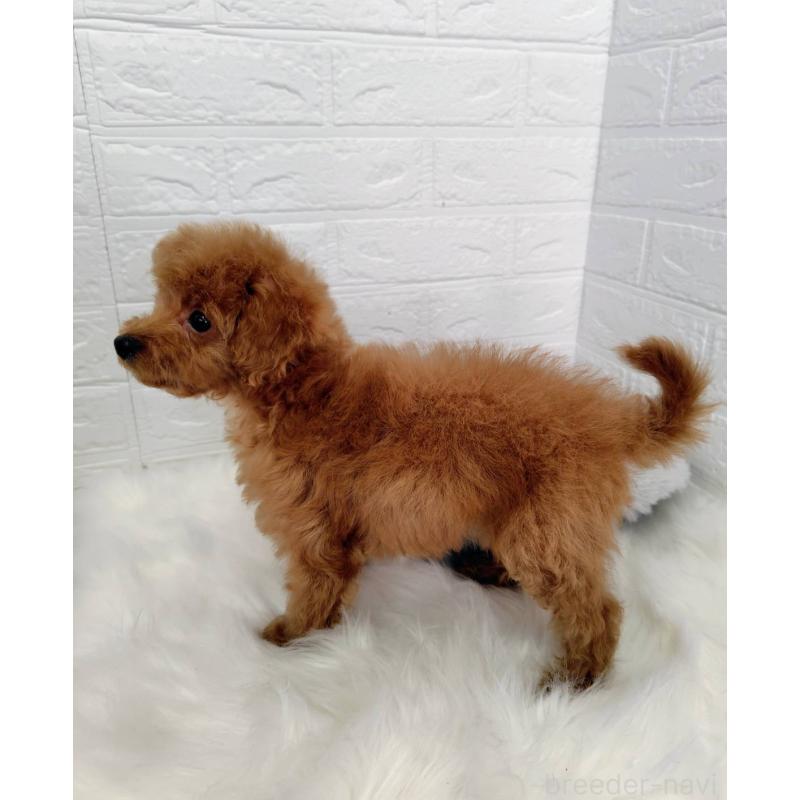 成約済の岡山県のタイニープードル-435360の3枚目