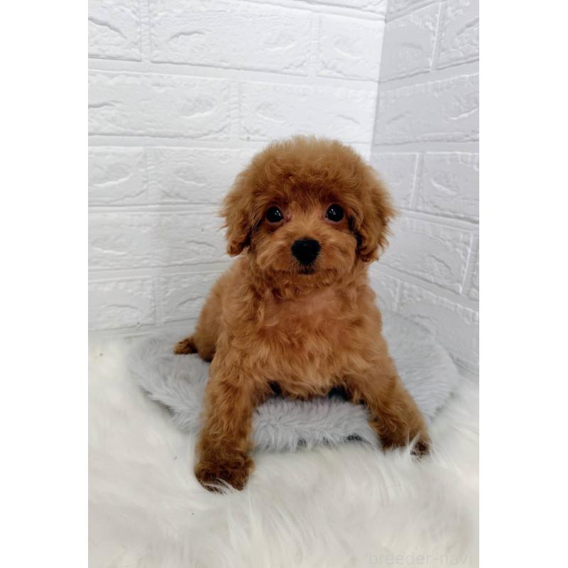 成約済の岡山県のタイニープードル-435360の2枚目