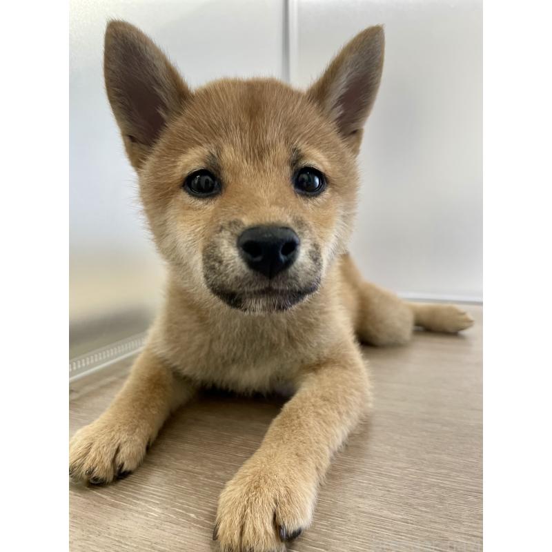 販売中の千葉県の柴犬-429496の1枚目