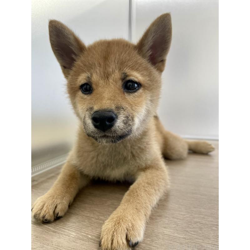 販売中の千葉県の柴犬-429496の14枚目