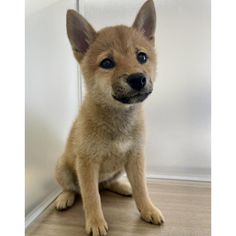 販売中の千葉県の柴犬-429496の11枚目