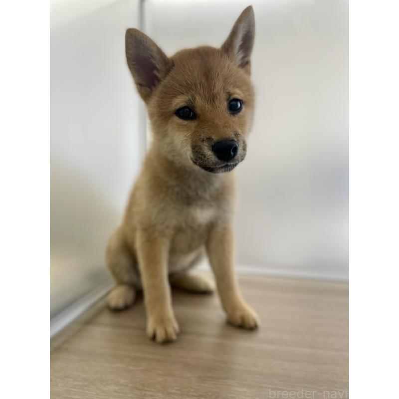 販売中の千葉県の柴犬-429496の10枚目