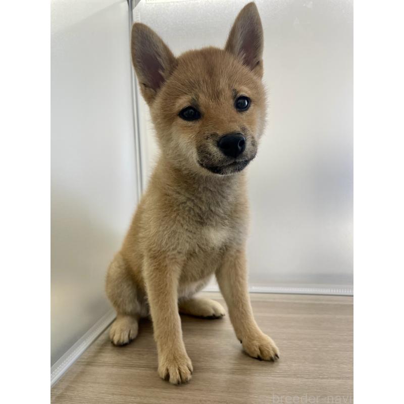 販売中の千葉県の柴犬-429496の9枚目