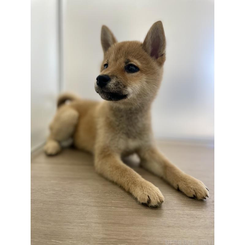 販売中の千葉県の柴犬-429496の8枚目