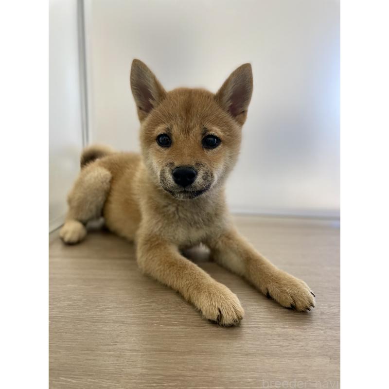 販売中の千葉県の柴犬-429496の7枚目